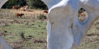 L’abbraccio della Riserva naturale del Sorbo