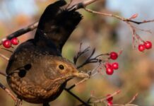 L’ultimo giorno della merla