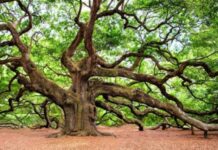 Castelnuovo di Porto, parte il censimento degli alberi monumentali. Tutta la cittadinanza invitata a partecipare
