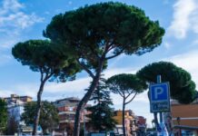 Capena, via gli ultimi pini, arrivano i lecci