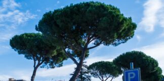 Capena, via gli ultimi pini, arrivano i lecci