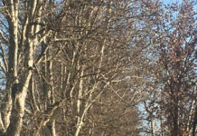 Traversa del Grillo: domani chiusa al traffico, si tagliano i platani