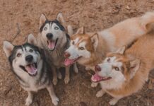 A Ponzano in ostaggio 238 bellissimi husky. L’allevatore vieta accesso per i controlli