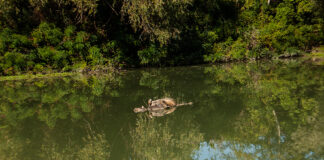 Alla deriva nel Tevere le carcasse di 11 pecore e 2 cinghiali. È allarme