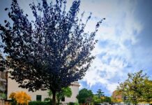 Monterotondo, piantati cento nuovi alberi.