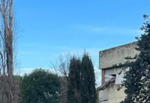 Roma, cade un albero sul liceo Orazio a Talenti