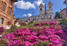 Roma: tornano le azalee sulla Scalinata di Trinità dei Monti.