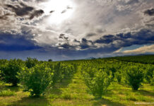 Lavoro. Ferrero cerca operai e operaie per lo stabilimento di Caprarola
